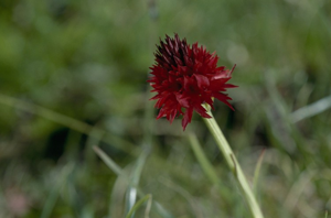 Nigritelle de Rhellicanus © G. Caratti - Parc national de la Vanoise