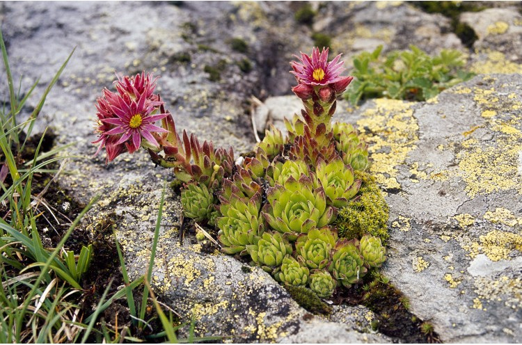 Joubarbe de Burnat &copy; F. Storck - Parc national de la Vanoise