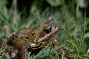 Grenouille rousse © P. Folliet - Parc national de la Vanoise