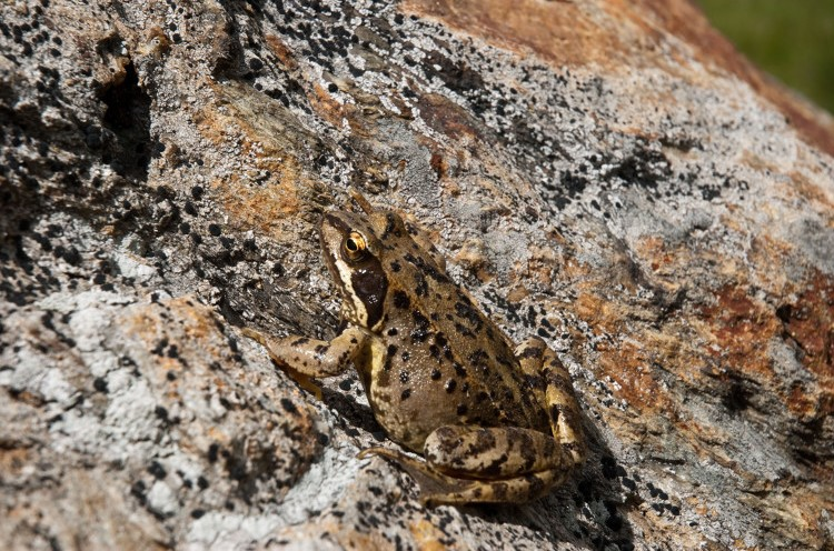 Grenouille rousse &copy; J. Jourdan - Parc national de la Vanoise