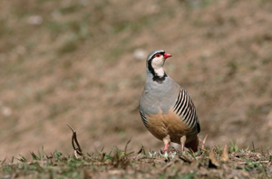 Perdrix bartavelle © A. Garnier - Parc national de la Vanoise