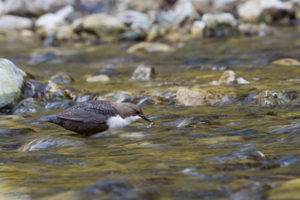 Cincle plongeur © C. Tardivet - Parc national de la Vanoise