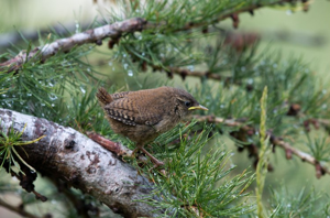 Troglodyte mignon © J-Y. Ployer - Parc national de la Vanoise