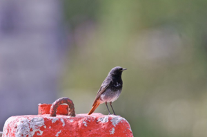 Rougequeue noir © M. Herrmann - Parc national de la Vanoise
