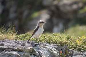 Traquet motteux © L. Poulet - Parc national de la Vanoise