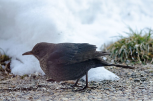 Merle à plastron © N. Ambec - Parc national de la Vanoise