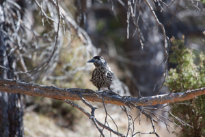 Cassenoix moucheté, Casse-noix © J-Y. Ployer - Parc national de la Vanoise