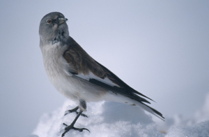 Niverolle alpine, Niverolle des Alpes © L. Imberdis - Parc national de la Vanoise
