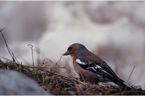 Pinson des arbres © L. Imberdis - Parc national de la Vanoise