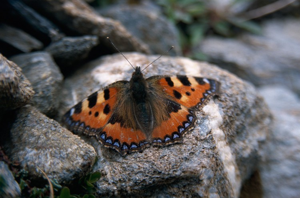 Petite Tortue (La), Vanesse de l'Ortie (La), Petit-Renard (Le) © C. Balais - Parc national de la Vanoise