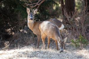 Chevreuil européen, Chevreuil, Brocard (mâle), Chevrette (femelle) © J-Y. Ployer - Parc national de la Vanoise