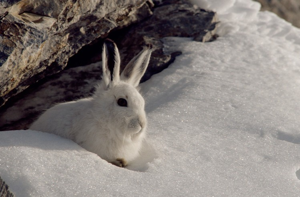 Lièvre variable © M. Mollard - Parc national de la Vanoise