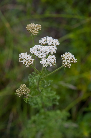 Achillée millefeuille, Herbe au charpentier, Sourcils-de-Vénus © C. Balais - Parc national de la Vanoise
