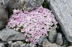 Androsace des Alpes © J. Blanchemain - Parc national de la Vanoise