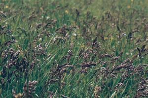 Flouve odorante © A. Moulin - Parc national de la Vanoise