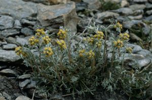 Genépi blanc, Genépi jaune © M. Delmas - Parc national de la Vanoise