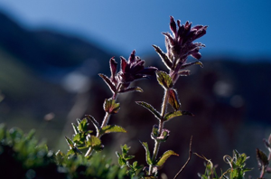 Bartsie des Alpes © P. Benoît - Parc national de la Vanoise