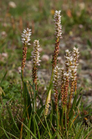 Renouée vivipare © C. Balais - Parc national de la Vanoise