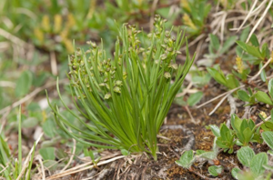 Chaméorchis des Alpes, Orchis des Alpes, Orchis nain, Herminie des Alpes © F. Storck - Parc national de la Vanoise