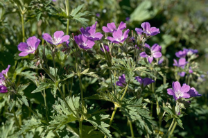 Géranium des bois, Pied-de-perdrix © M. Delmas - Parc national de la Vanoise