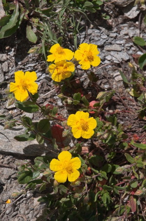 Hélianthème jaune, Hélianthème commun © V. Auge - Parc national de la Vanoise