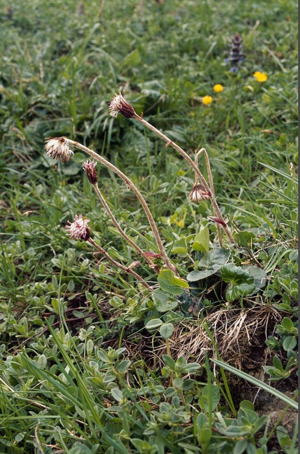 Homogyne des Alpes © F. Storck - Parc national de la Vanoise