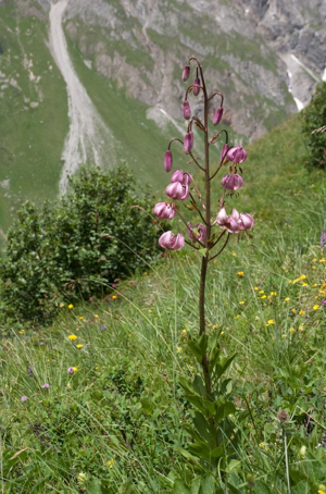 Lis martagon, Lis de Catherine © V. Auge - Parc national de la Vanoise