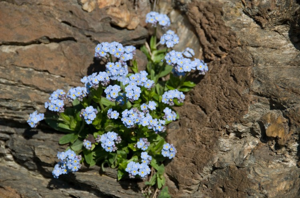 Myosotis des Alpes, Myosotis alpestre © C. Balais - Parc national de la Vanoise