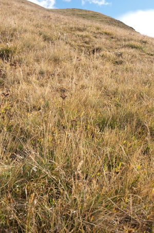 Nard raide, Poil-de-bouc © V. Auge - Parc national de la Vanoise