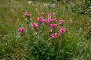 Pédiculaire du Mont Cenis © M-G. Bourgeois - Parc national de la Vanoise