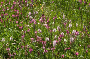 Plantain des Alpes © C. Balais - Parc national de la Vanoise