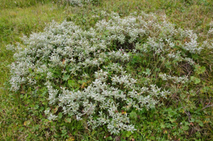 Saule glauque © C. Gotti - Parc national de la Vanoise