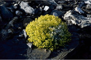 Saxifrage cilié, Faux-aizon, Saxifrage faux Aïzoon © C. Balais - Parc national de la Vanoise