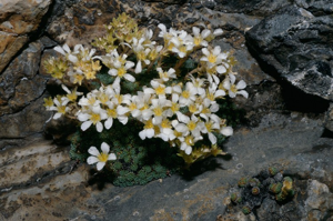 Saxifrage fausse diapensie © C. Gotti - Parc national de la Vanoise