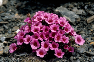 Saxifrage à feuilles opposées, Saxifrage glanduleux © P. Folliet - Parc national de la Vanoise