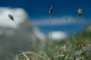 Seslérie blanchâtre, Seslérie bleue © P. Benoît - Parc national de la Vanoise