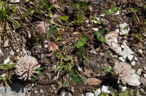 Trèfle des prés, Trèfle violet © V. Auge - Parc national de la Vanoise