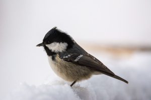 Mésange noire © M. Herrmann - Parc national de la Vanoise