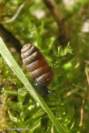 Columella columella © O. Gargominy