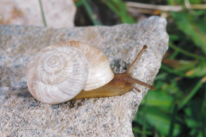 Delphinatia fontenillii alpina © Photo O. Gargominy