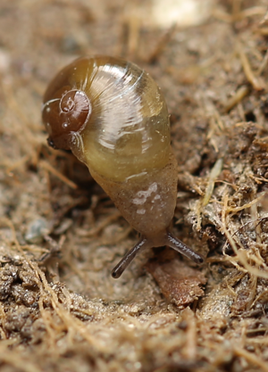 Eucobresia nivalis © Ingrid Margry-Moonen