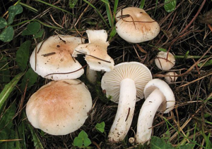 Hygrophorus queletii – aspect macroscopique. © G. Corriol (Ascomycetes)