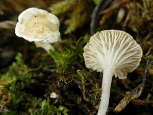 Cantharellopsis prescotii – aspect macroscopique. © P.-A. Moreau (Ascomycètes)