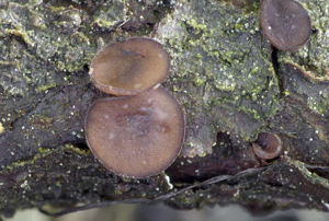 Rutstroemia juniperi – aspect macroscopique ; sur Juniperus communis subsp. nana © A. Mombert (Ascomycètes)