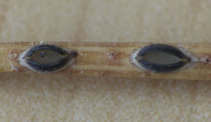 Lophodermium seditiosum – aspect macroscopique ; sur aiguille de Pinus cembra © A. Mombert (Ascomycètes)