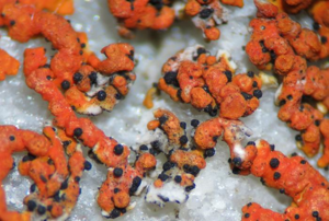 Muellerella ventosicola – aspect macroscopique ; sur Xanthoria elegans © A. Gardiennet (Ascomycetes)