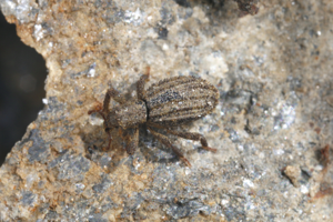 Dichotrachelus maculosus © 