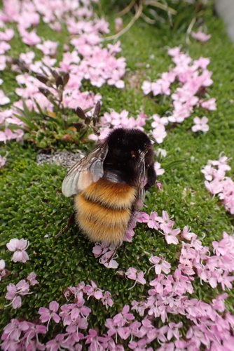 Bombus alpinus &copy; Joël BLANCHEMAIN