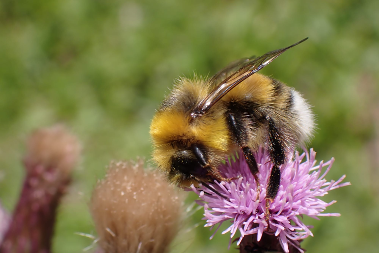 Bombus lucorum mâle &copy; Joël BLANCHEMAIN