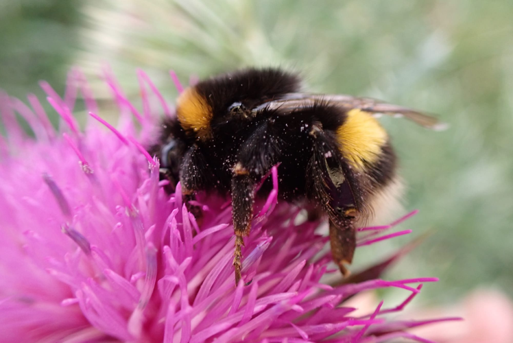 Bombus terrestris &copy; Joël BLANCHEMAIN